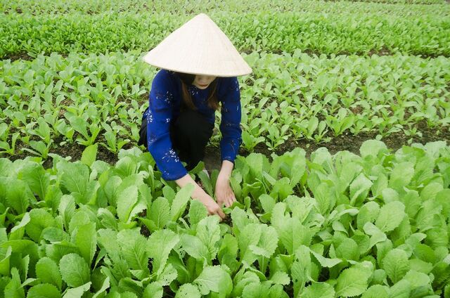 perempuan memetik sawi di ladang